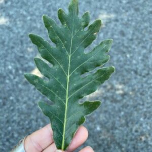 Profile photo of Marta Fab